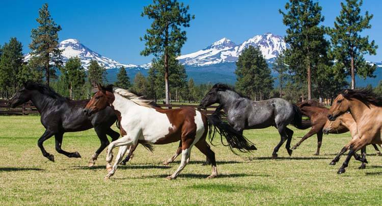さくら（馬肉）とその由来