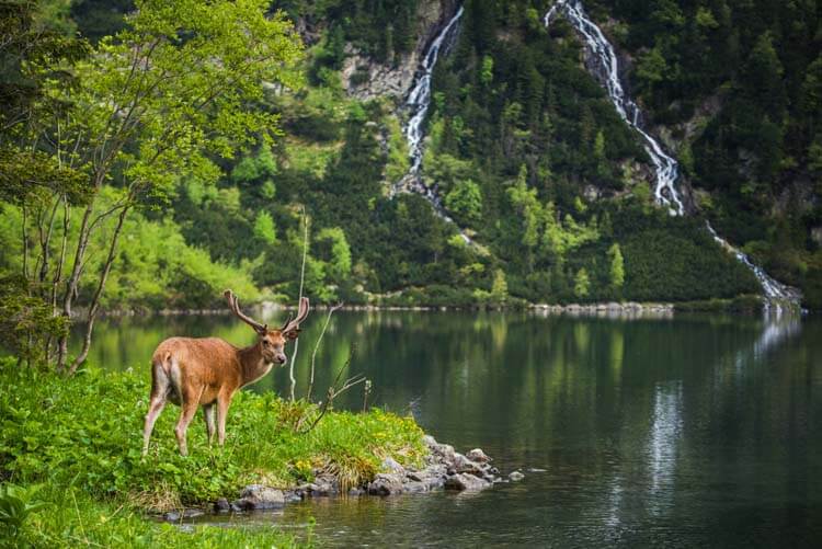 もみじ（鹿肉）とその由来