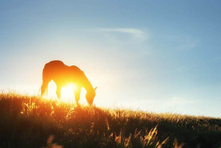 馬を想い、命をいただくということ