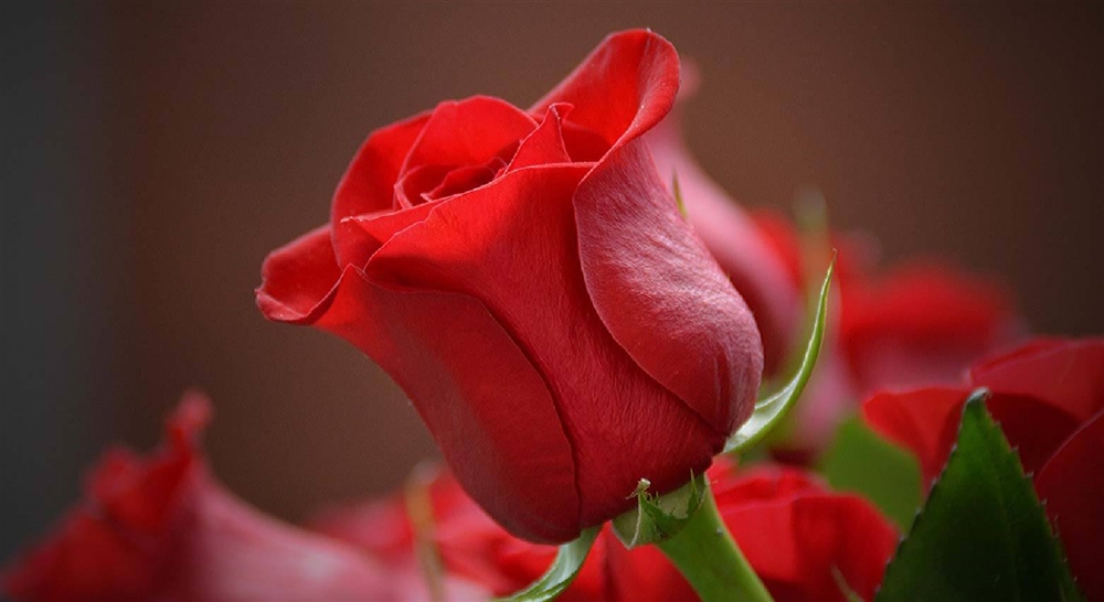 恋愛成就の石「ローズクォーツ」の効果とは