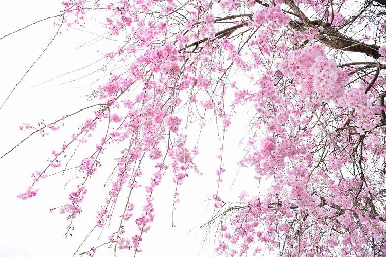 枝垂桜（しだれざくら）