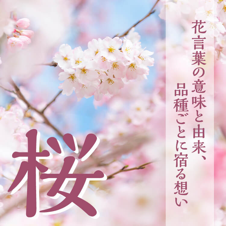 桜の花言葉の意味と由来、品種ごとに宿る想い