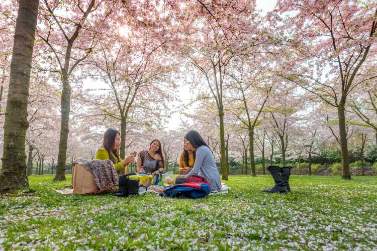 お花見