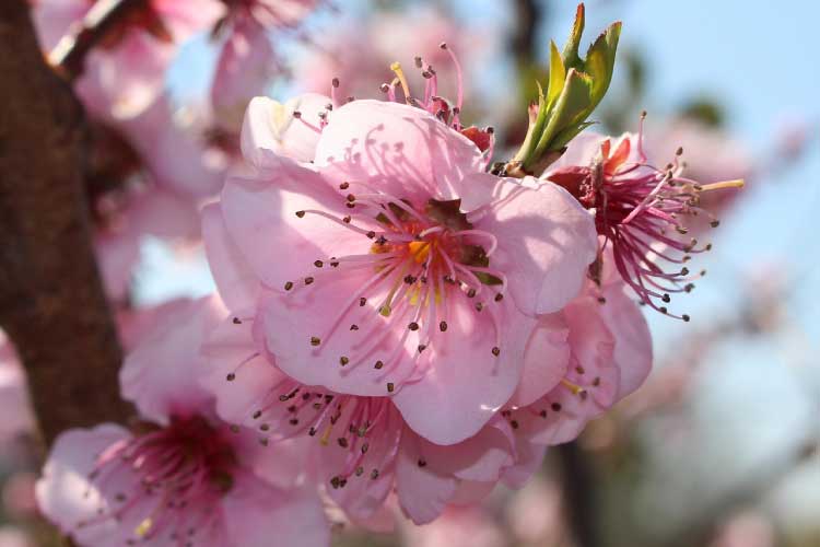 3月上旬〜中旬に咲く花