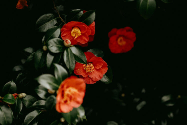 花にもある忌み言葉の意味