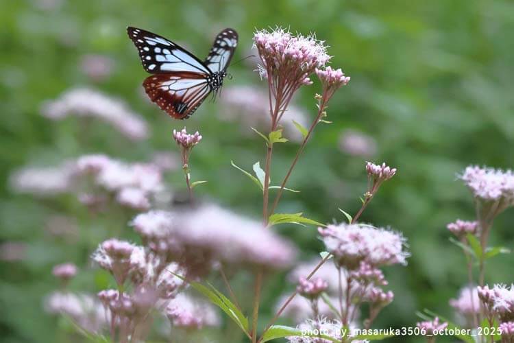 アサギマダラの特徴