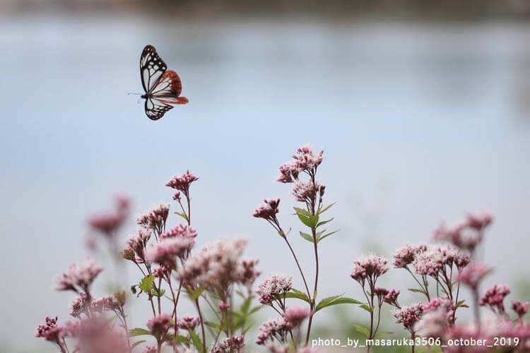 なぜ小さな蝶が海を越えられるのか
