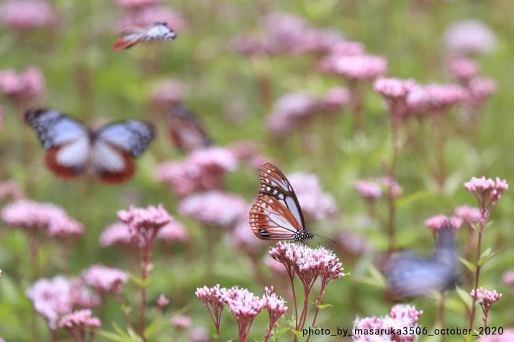 アサギマダラに出会える場所とベストシーズン