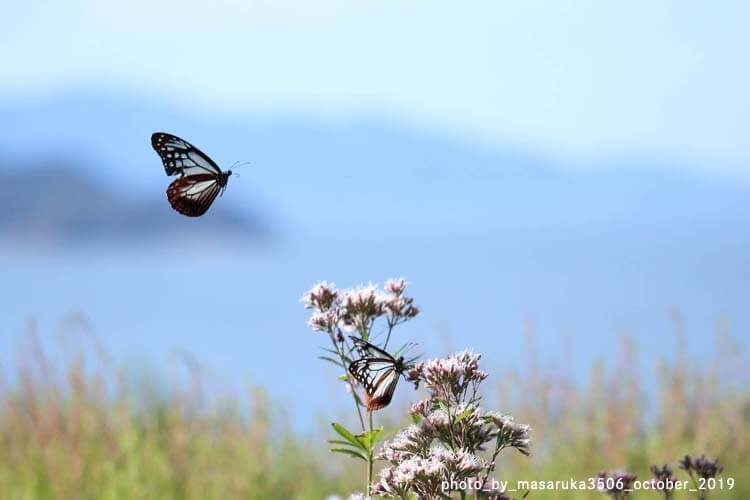 感動！アサギマダラと遭遇した私のリアル体験談