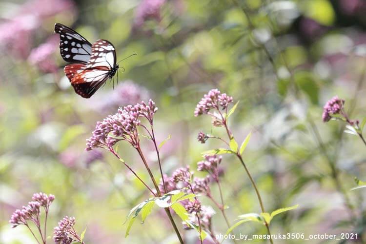 渡りの成功率は高くない