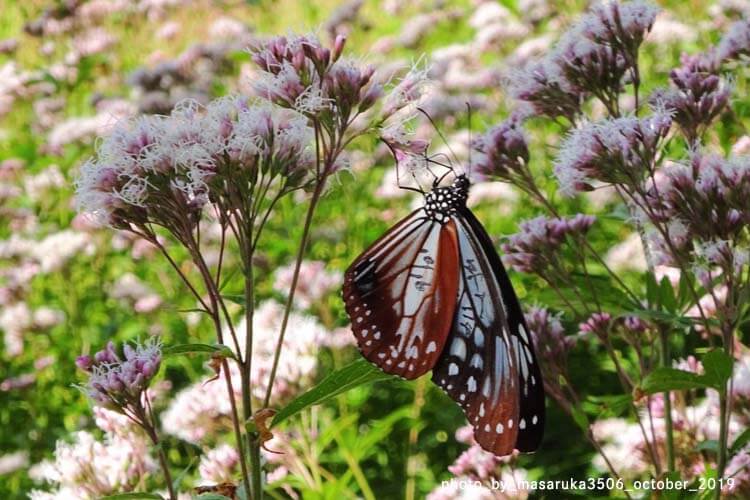 世代をつないで描かれる、空の航路