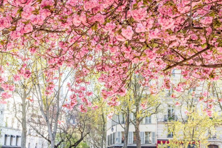 セーヌ川沿い（パリ）