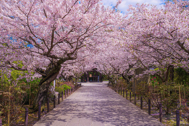 桜は日本文化ではなくアジアの春