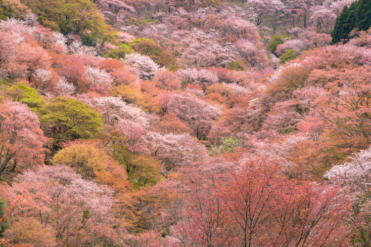 日本だけに咲く桜はある？