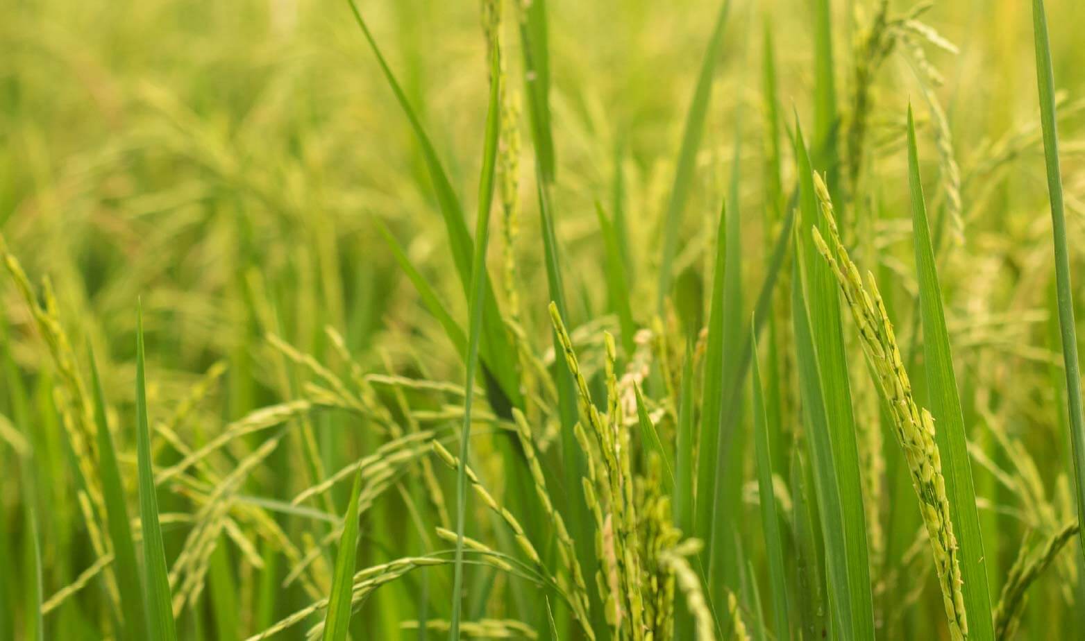 新年度と新学期の違いとは？