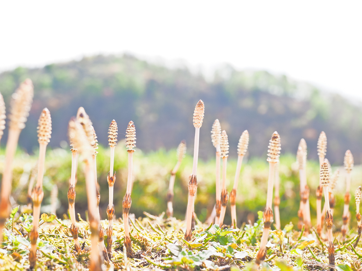 春のつくしの特徴と魅力