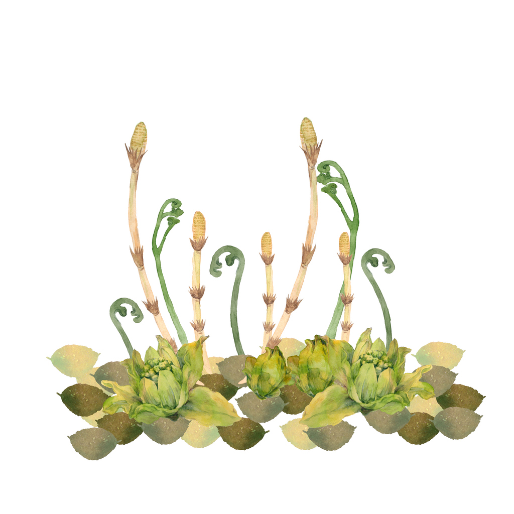 春のつくしの味わいとは