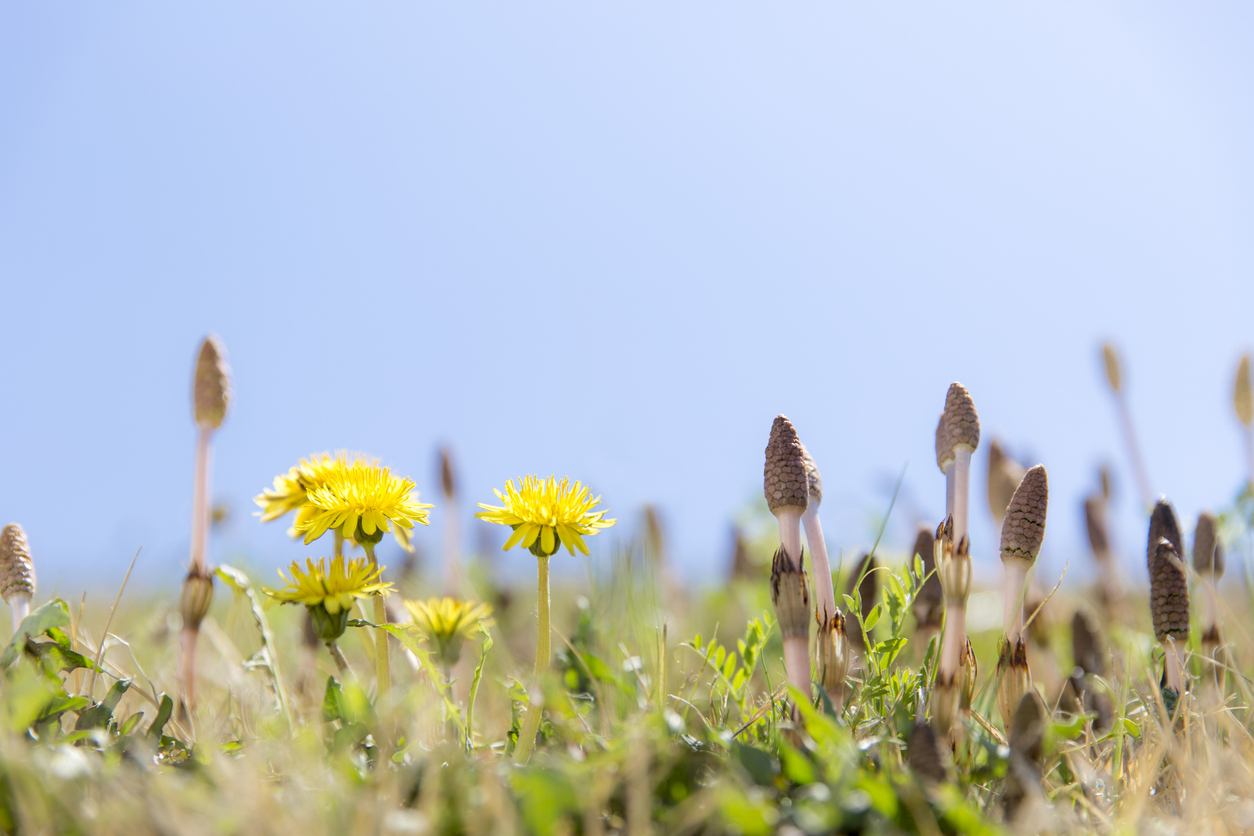 春につくしを楽しむということ