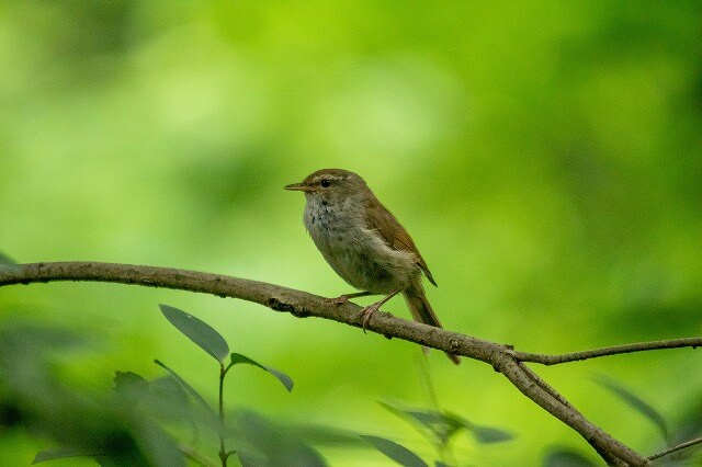 春を告げる『ウグイス』とは
