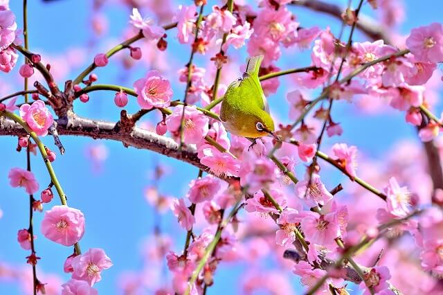 幸運の鳥『メジロ』とは