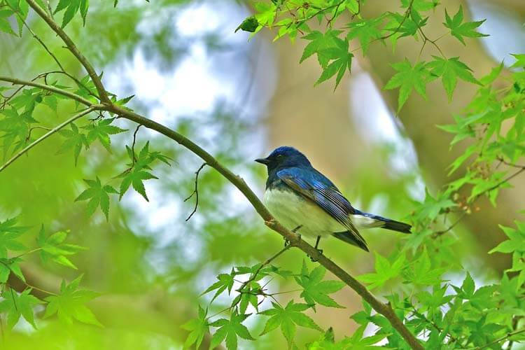 オオルリ：幸せの青い鳥、森に舞い戻る