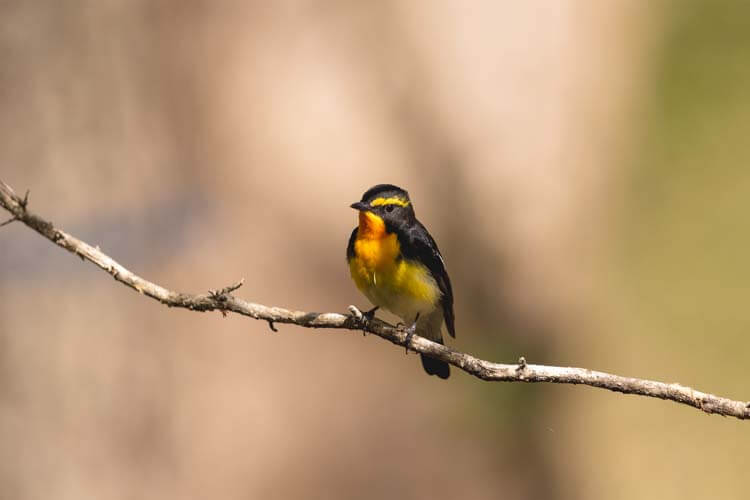 キビタキ：黄色い歌い手、森に響く恋の声