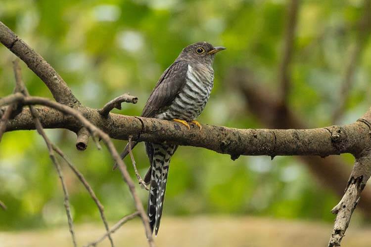 ホトトギス：歌と物語を連れてくる謎多き鳥