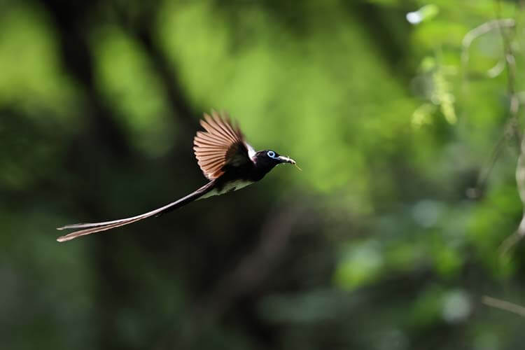 サンコウチョウ：長い尾をひるがえす、神秘の鳥