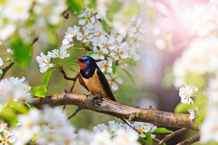 ツバメ：人の暮らしに寄り添う、春の使者