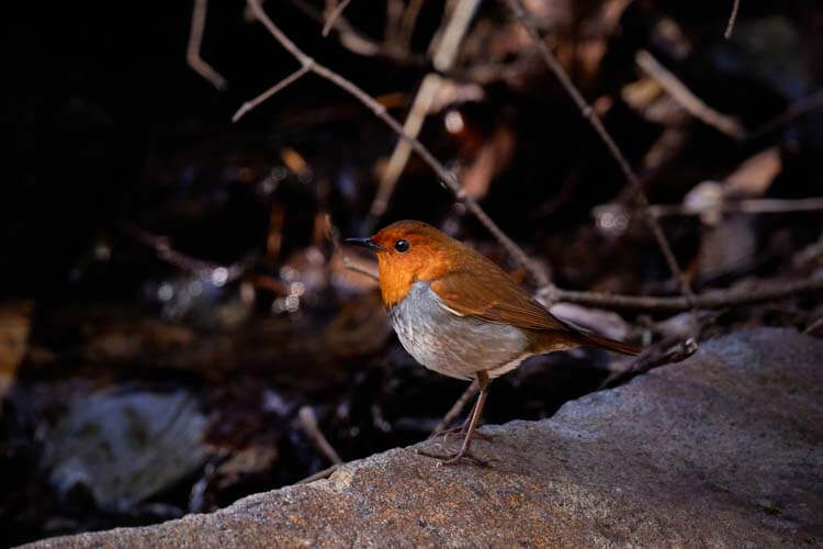 コマドリ：澄んだ声で森を満たす小さな名歌手