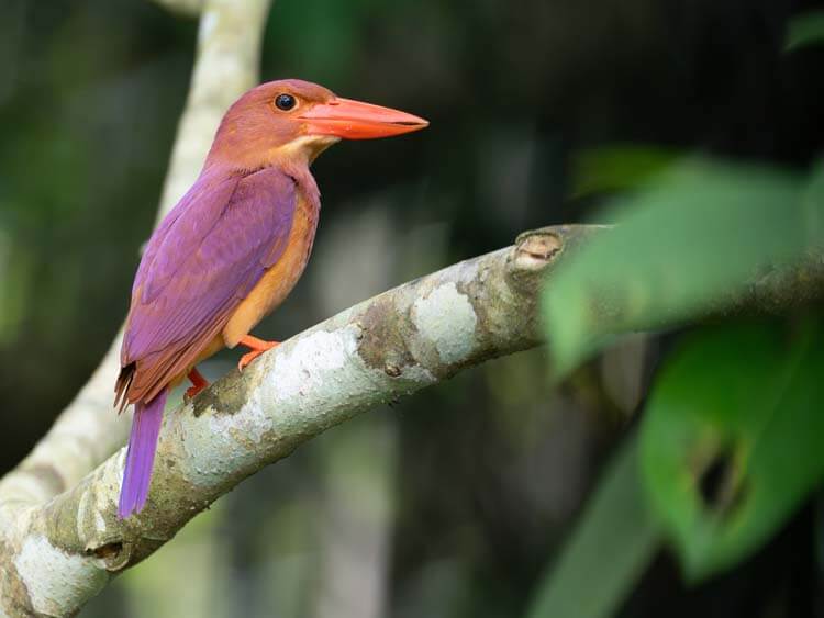 アカショウビン：「火の鳥」と呼ばれる幻の赤い鳥