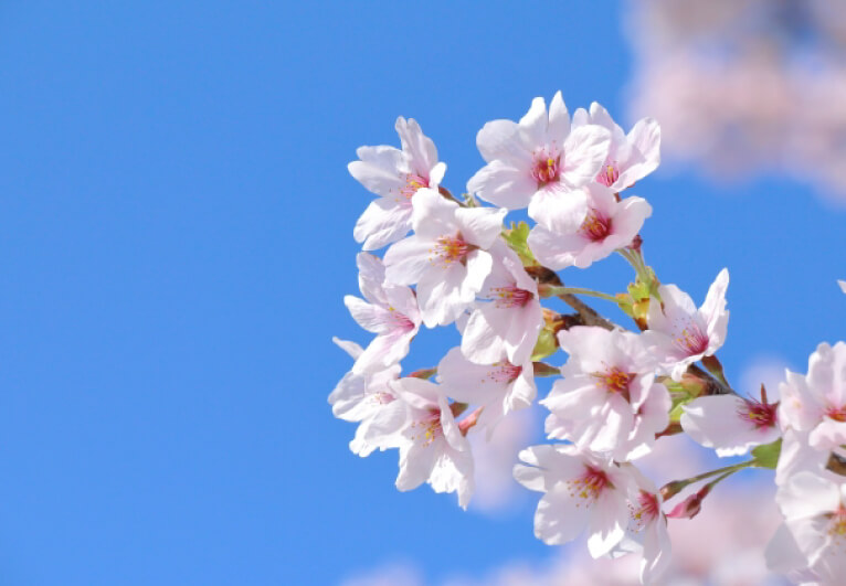 桜ってどんな花？