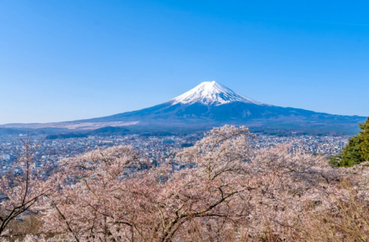 強く香らない理由をひも解く！桜の香りってどんな香り？