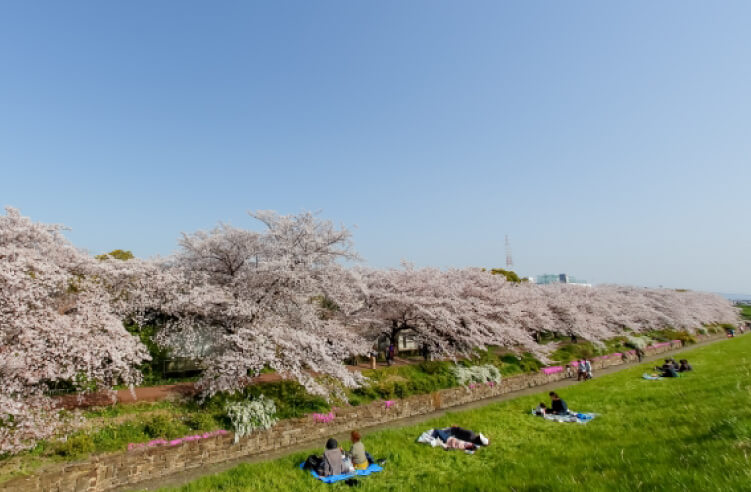 ソメイヨシノを中心とした日本の花見文化