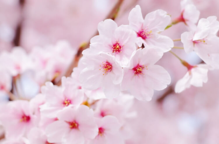 世界で語られる「桜の香り」と日本の違い