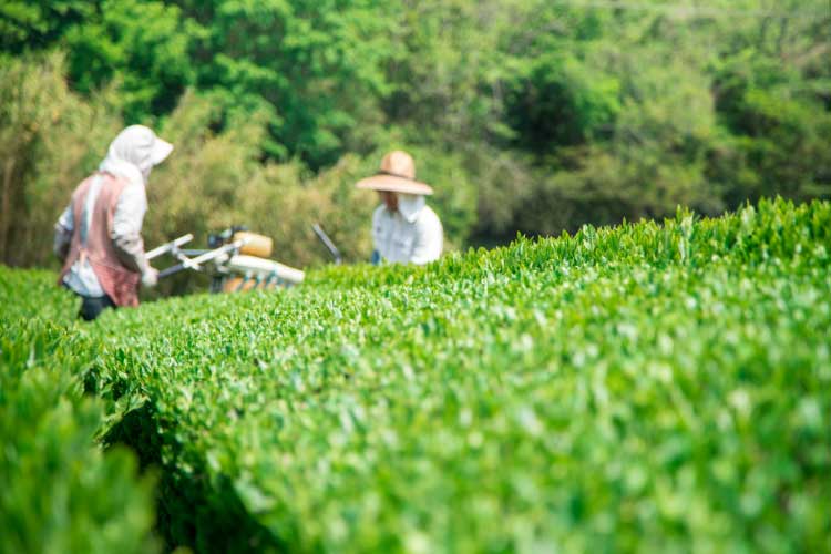 八十八夜（2026年は5月2日）