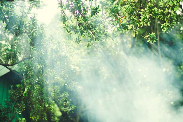 みどりの日（5月4日）