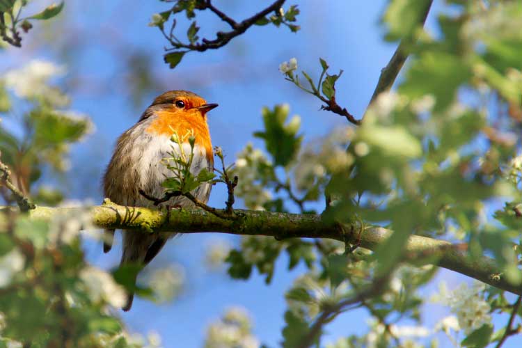 愛鳥週間（5月10日〜16日）