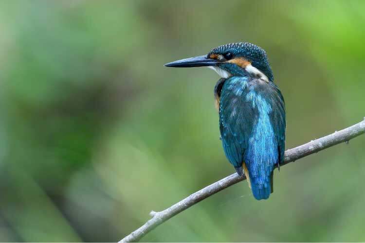 翡翠という名前の由来