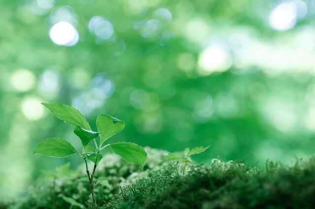 起源はヨーロッパの「夏の訪れを祝う日」