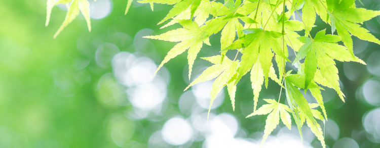 青は「未熟」を意味する言葉