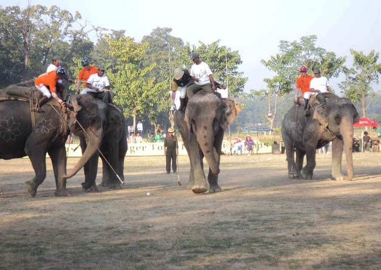 馬以外のポロ――エレファントポロ