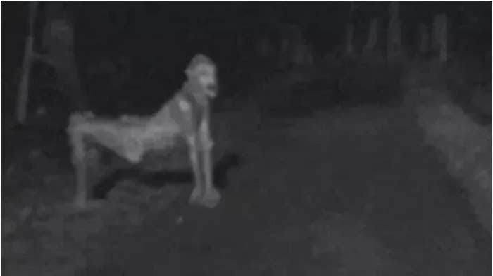 スキンウォーカー―人の皮を被る魔術師