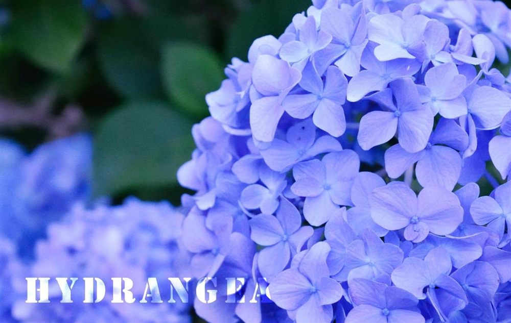紫陽花とはどんな花？