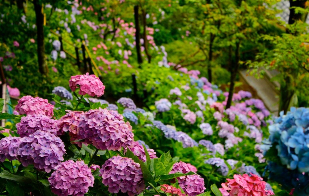 紫陽花全体の花言葉