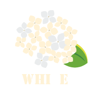 白い紫陽花