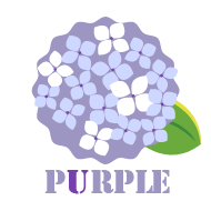 紫の紫陽花