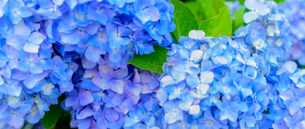 土壌の酸性・アルカリ性で花の色が変わる