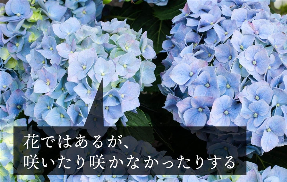 紫陽花の花に見える部分は「ガク」