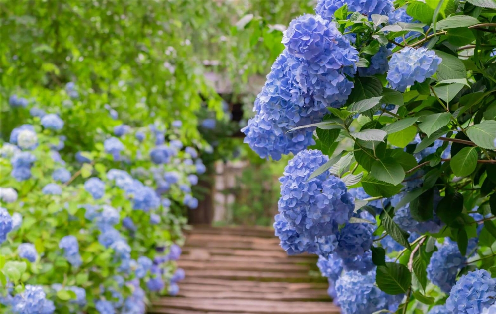 鎌倉には紫陽花で有名なお寺がある